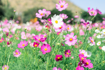 Pink cosmos flower blooming in the garden with blurred background.