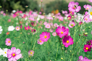 Fototapeta premium Pink cosmos flower blooming in the garden with blurred background.