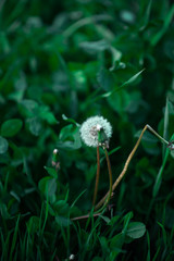 dandelion on green background
