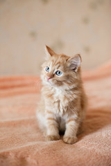 cute ginger kitten sitting on the bed