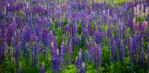 Naklejka premium Lupins on a field with a green background