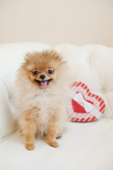 cute pomeranian spitz puppy with red heart gift box