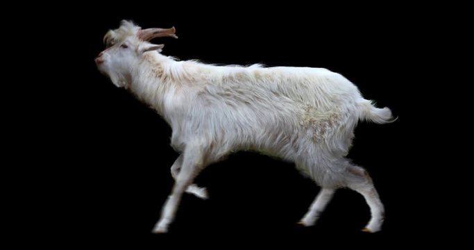 Isolated white goatling running realistic animation. Isolated animal video including alpha channel allows to add background in post-production. Element for visual effects.