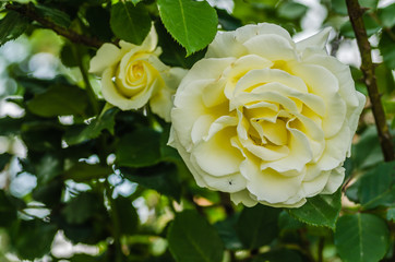 A yellowish-white rose bloomed in its natural environment 