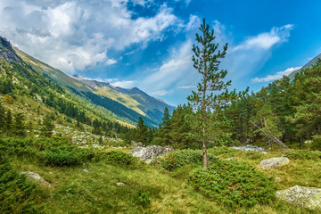 Mountain landscape with trees. background