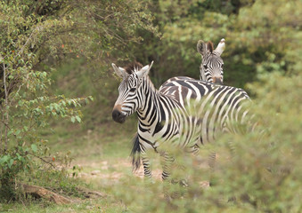 Fototapeta na wymiar Zebras in the forest of Masai Mara, Kenya
