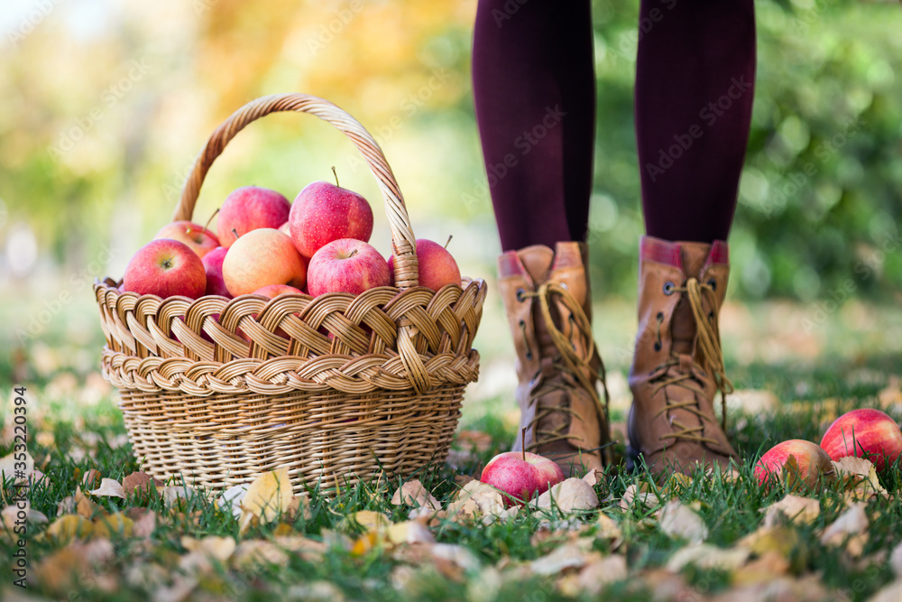 Wall mural juicy apples in a basket in the garden