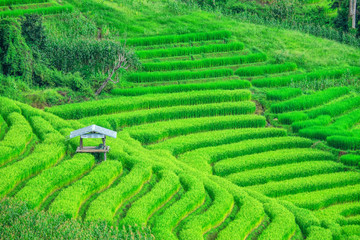 Pa Bong Piang Rice Terraces in Mae Chaem, Chiang Mai, Thailand.