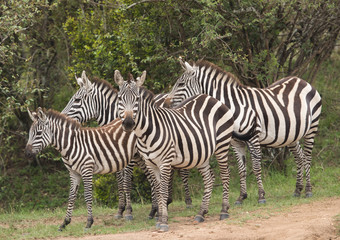 Fototapeta na wymiar Zebras in the bushes of Masai Mara, Kenya