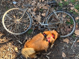 dog on bike