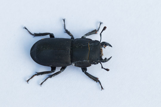 dorcus