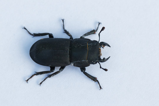 dorcus