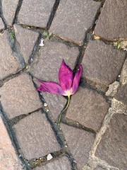 rose on the ground