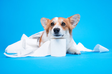 Cute dog is playing with a roll of peach toilet paper on blue background. Small guilty welsh corgi...