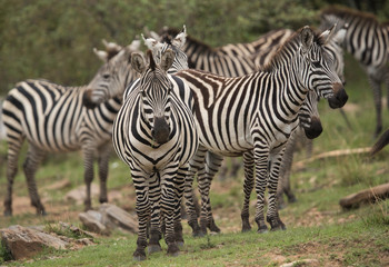 Fototapeta na wymiar Zebras in the Savannah grassland, Masai Mara