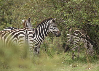 Fototapeta na wymiar Zebras in the jungle of Masai Mara, Kenya