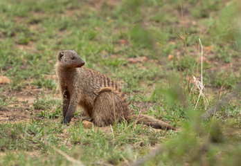 Banded mongoose in the savannah, masai Mara, kenya