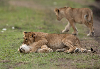 Fototapeta na wymiar Lion cubs playing at Masai Mara, Kenya