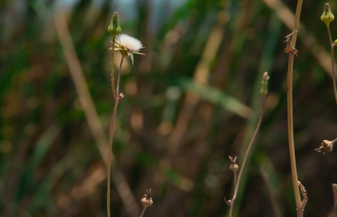 Photograph of a dandelion flower growing in the grass