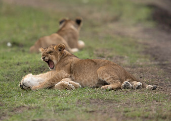 Fototapeta na wymiar A Lion cub yawning at Masai Mara grassland, Kenya