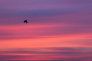 pink and blue sky with silhouette of flying bird