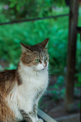 A fluffy cat is sitting on an old board. Green natural background