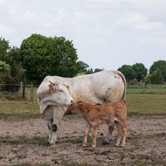 mother cow licking cute calf in field