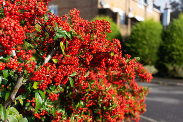 Fototapeta na wymiar red berries in a bush