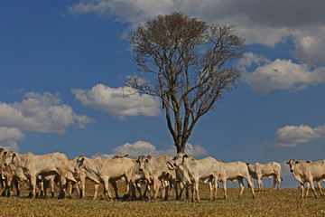 herd of cattle Nelore for slaughter