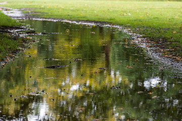 puddle in a park