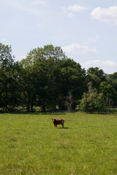 Lonely Brown Cow In Big Field With Trees And Blue Sky With Clouds