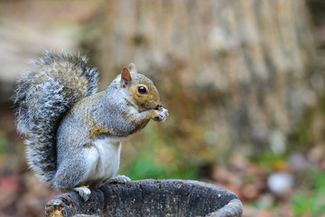 American gray squirrel eats in the autumn forest