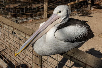 A Pelican on a Fence
