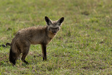 Naklejka na ściany i meble Bat-eared fox with damaged eyes, Masai Mara , Kenya