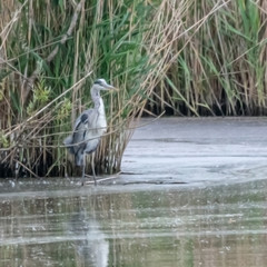 Héron cendré  à  l'étang de Vaugrenier à Villeneuve Loubet dans le Sud de la France.