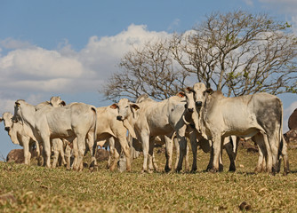 Naklejka na ściany i meble herd of cattle Nelore for slaughter