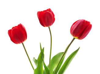 Bouquet of red tulips.