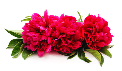 One bouquet of the peony.