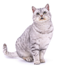 Obraz premium Gray beautiful cat.
