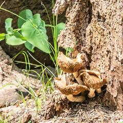 champignons à l'étang de Vaugrenier à Villeneuve Loubet dans le Sud de la France.