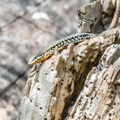lézard à l'étang de Vaugrenier à Villeneuve Loubet dans le Sud de la France.