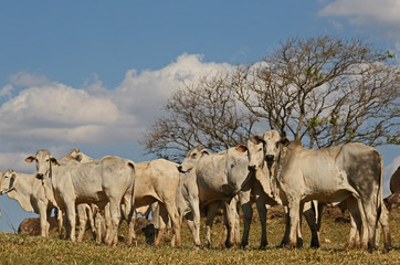 Naklejka na ściany i meble herd of cattle Nelore for slaughter