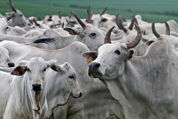 herd of cattle Nelore for slaughter