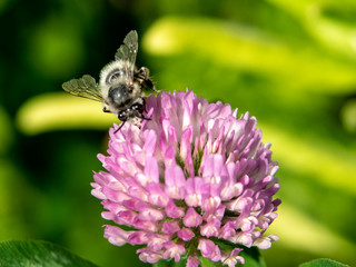 trzmiel