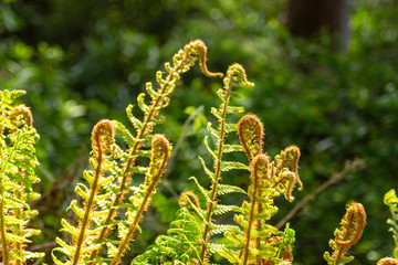 Ferns in forrest 