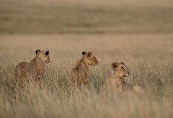 Fototapeta na wymiar Lions in the grassland at Masai Mara, Kenya