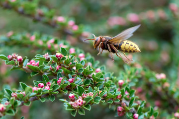 Close view of flying european hornet(vespa crabro) feeding on cotoneaster flower nectar, green background
