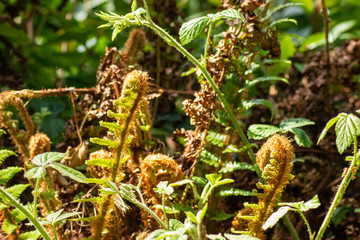 Ferns in forrest 