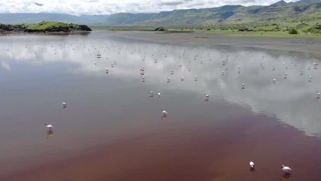 Pink Lesser Flamingos at Lake Natron with volcano on background in Rift valley, Tanzania