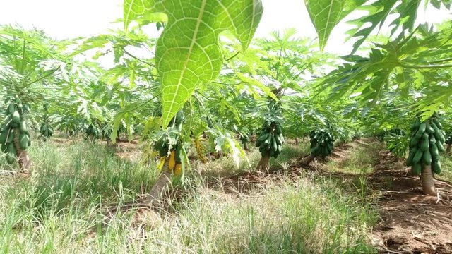 Papaya tree in a fully grown farm with green fruit, straight stems.